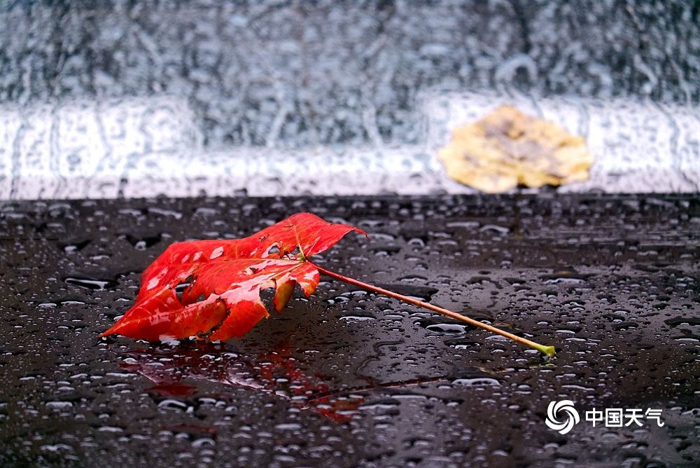 雨中哈尔滨落叶纷飞 秋意渐浓