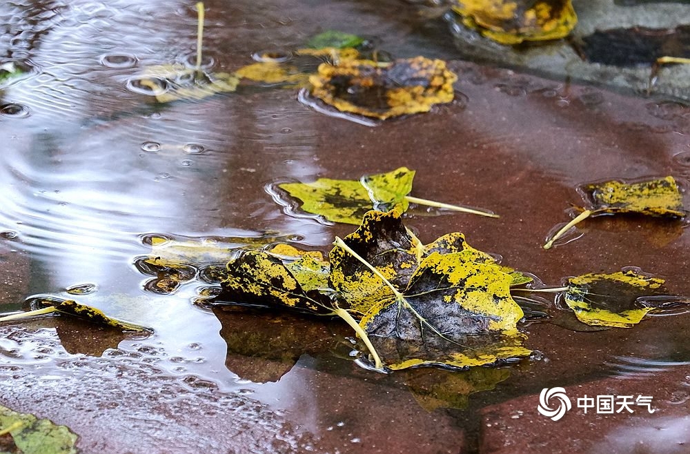 雨中哈尔滨落叶纷飞 秋意渐浓