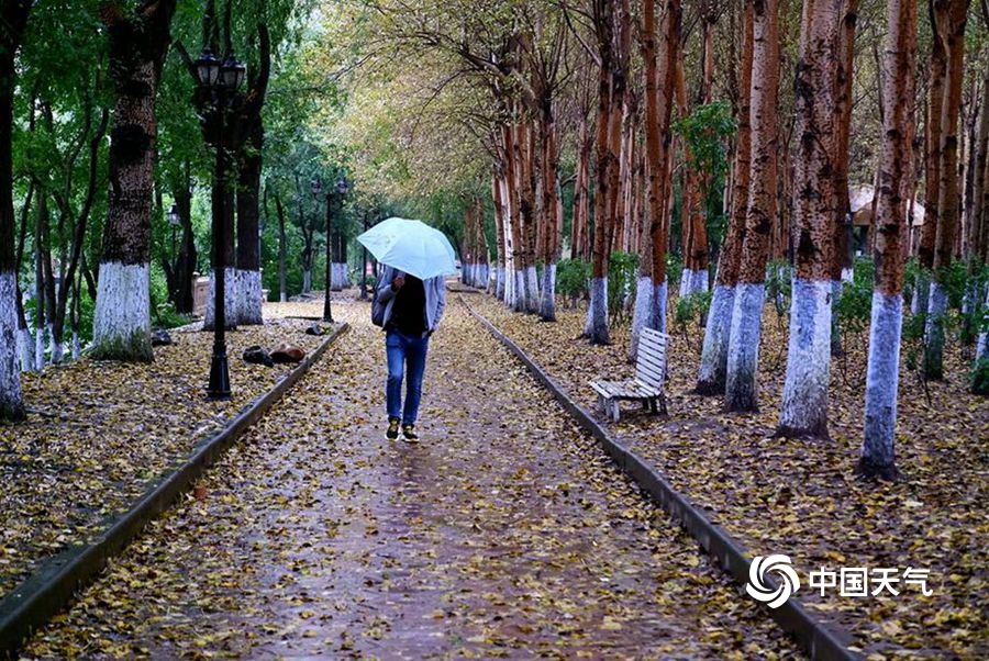 雨中哈尔滨落叶纷飞 秋意渐浓