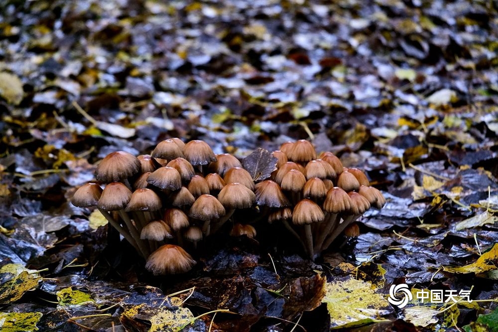 雨中哈尔滨落叶纷飞 秋意渐浓